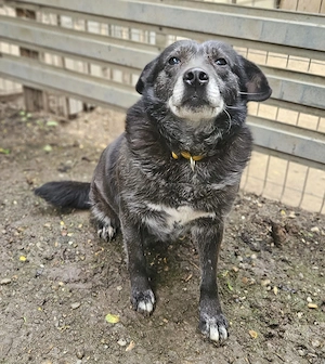 DOLY - fröhliche und rüstige ältere Dame Bild 5