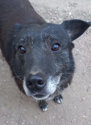 DOLY - fröhliche und rüstige ältere Dame Bild 2