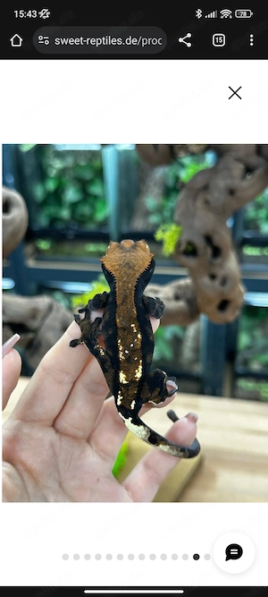 Correlophus cillitaus Cappuccino