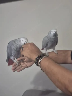 Graupapageien abzugeben