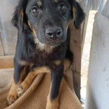 Heinrich Im Wachstum   Der einsame Hundejunge Bild 2