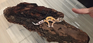 Jungtiere Leopardgecko 2025  Bild 4