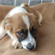 Body Im Wachstum   Der kleine Hundejunge