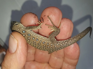 Timon lepidus Perleidechse Jungtiere