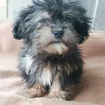 Manolo Im Wachstum   Die süße Lakritznase