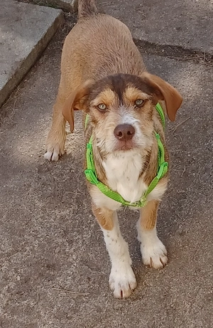 Valerio, a.d.Tierschutz, sucht liebes Happy-Home 