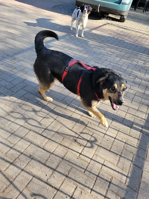 Lina, 2 Jahre, a.d.Tierschutz, sucht liebes Happy-Home 