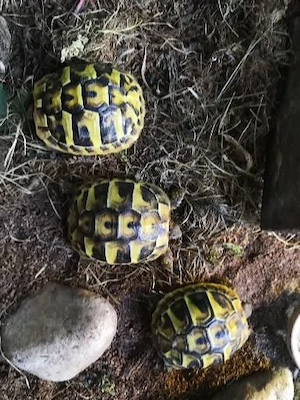 Griechische Landschildkröten Testudo Hermanii