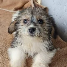 Scooty Im Wachstum   Die Struppige