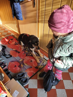 Lina, a.d.Tierschutz, sucht liebes Happy-Home 