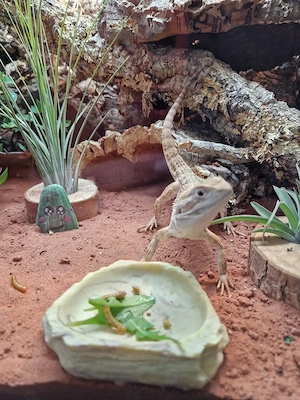 Zwergbartagame mit Zubehör 