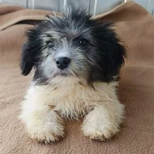 Chessy Im Wachstum   Das Schnuffelchen