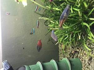 Aquarium Fische abzugeben 