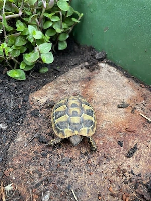 Griechische Landschildkröte - Testudo hermanni boettgeri Nachzuchten 2025