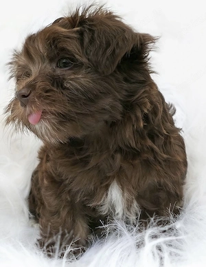 Bolonka Zwetna Welpen 