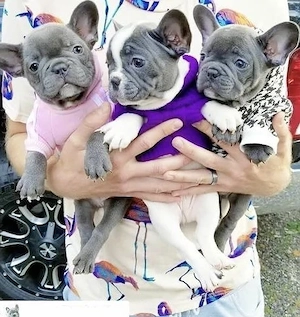 Französische Bulldoggen Welpen suchen ein schönes Zuhause 