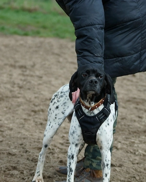 Misty ,eine liebevolle aktive Familienhündin 