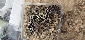4 Leopard Gecko Weibchen mit Zubehör 