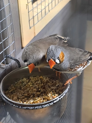 Zebrafink - Pärchen 