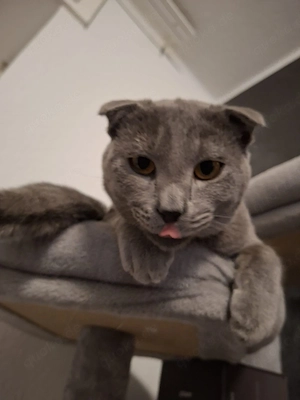 Wunderschöner BKH Siam Mix 