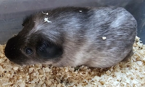 2 Meerschweinchen California Weibchen weiblich