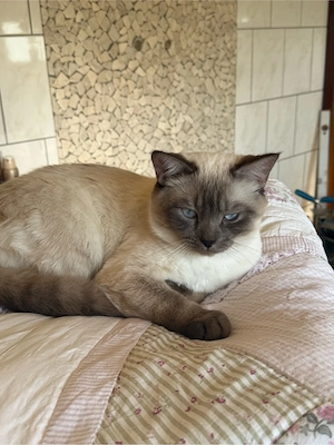 Deckkater BKH-Siam Mix 