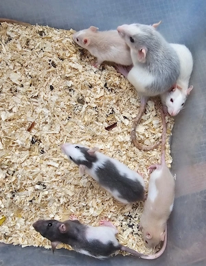 Ratten Farbratten männlich Männchen Böcke Jungtiere