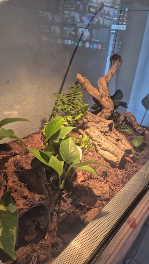 80 50 40  Bio-aktives Terrarium komplett eingerichtet
