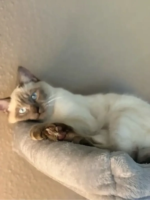 Deckkater BKH-Siam Mix 