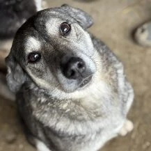 Alexia ca. 48 cm   möchte endlich durchstarten