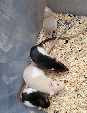 Farbratten Ratten Weibchen Jungtiere weiblich
