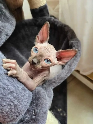 Bezaubernde Sphynx-Kätzchen Bild 3