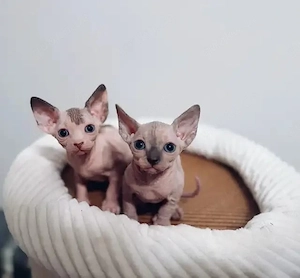Bezaubernde Sphynx-Kätzchen Bild 2