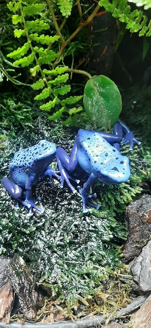  Suche Dendrobates tinctorius  Azureus