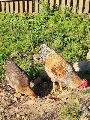 Bielefelder Kennhühner  BE