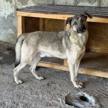 Leopold ca. 46 cm   drängt sich nicht in den Vordergrund