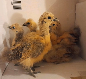 Verkaufe Zwerg Seidenhühner Seidenhuhn Hühner Küken