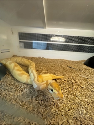 Königspython 0.1 Banana dhet Clown Piebald 2024