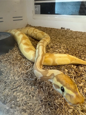 Königspython 0.1 Banana dhet Clown Piebald 2024 Bild 3