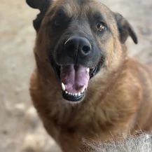 Clive ca. 55 cm   sehnt sich nach Zuneigung