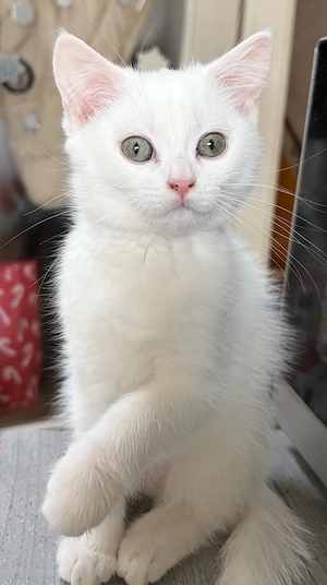 Bkh Kater reinrassig 