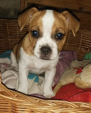 Zuckersüße Französische Bulldoggen Yorkie Mix Welpen abzugeben   