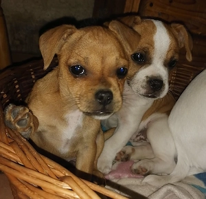 Zuckersüße Französische Bulldoggen Yorkie Mix Welpen abzugeben   