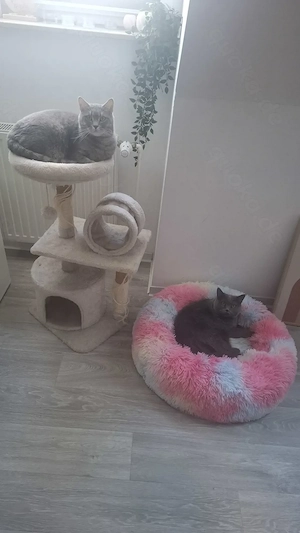 Wunderschöne Bkh Katzen