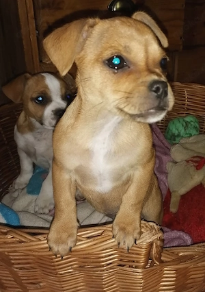 Zuckersüße Französische Bulldoggen Yorkie Mix Welpen abzugeben   