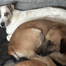 Freya F ca. 50 cm   die zarte Seele