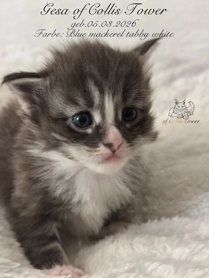 Maine Coon Kitten - Maine Coon *of Collis Tower*