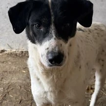 Whoopi ca. 49 cm   der Hingucker