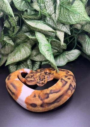 1.0 Königspython Enchi Clown Pied 2024