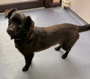 Pfiffiger Bruno - klein aber oho!